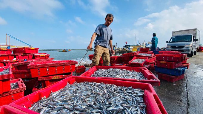 Ngư dân kiếm tiền triệu sau 1 đêm đánh bắt cá cơm