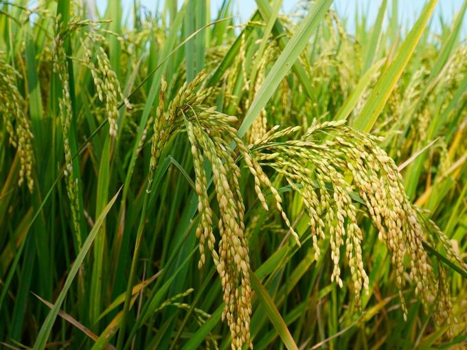 Giống lúa OM29 tiềm năng cho phân khúc lúa gạo chế biến