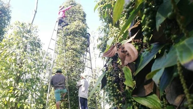 Giá tiêu hôm nay 2/3/2025: Trong nước hồi phục trở lại