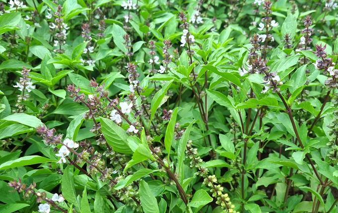 Trồng húng quế chế tinh dầu, thu nhập 300 - 400 triệu đồng mỗi năm