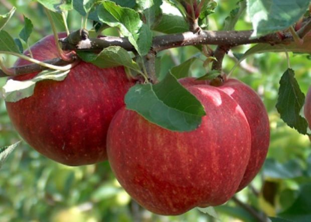 Bùng nổ tiêu dùng xanh, táo Pháp trở thành lựa chọn yêu thích của người Việt