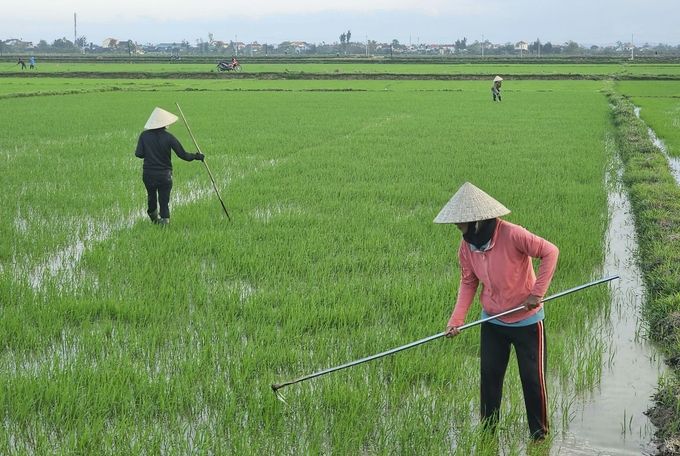Nông dân Quảng Bình tranh thủ tỉa dặm lúa vụ đông xuân