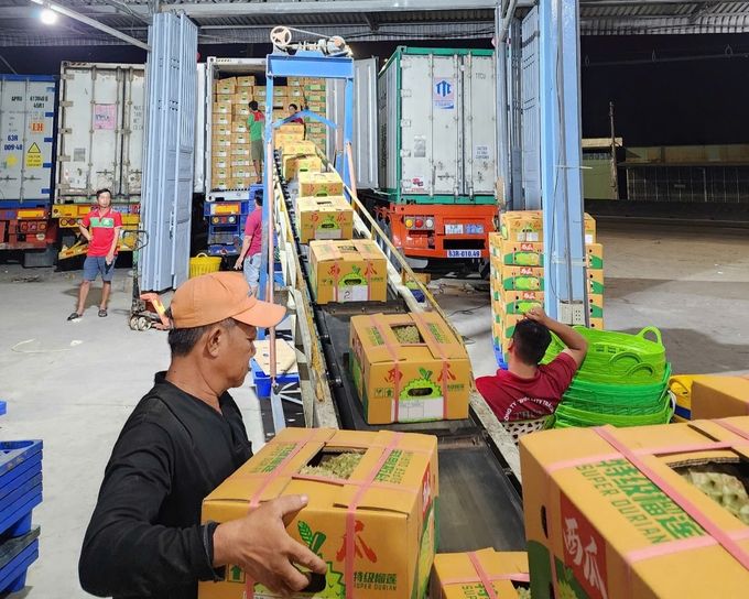 Nhu cầu kiểm nghiệm chất vàng O trong sầu riêng tăng mạnh mẽ