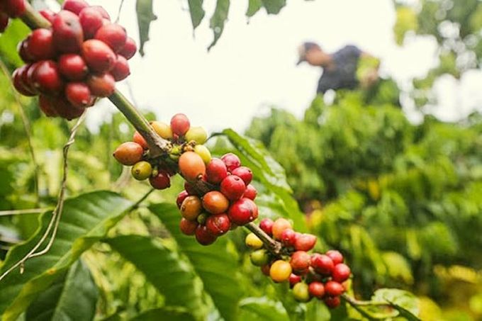 Giá cà phê hôm nay 4/3/2025: Thị trường tăng mạnh