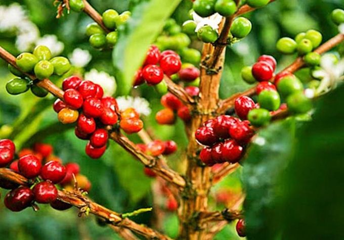 Giá cà phê hôm nay 5/3/2025: Thị trường vẫn tăng mạnh
