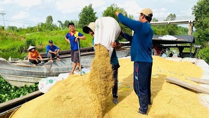 Giá lúa gạo hôm nay 5/3/2025: Giá gạo xuất khẩu lại giảm