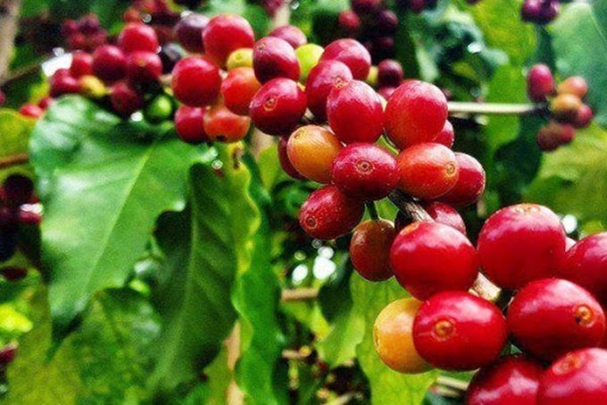 Giá cà phê hôm nay 6/3/2025: Arabica vẫn giữ đà tăng mạnh