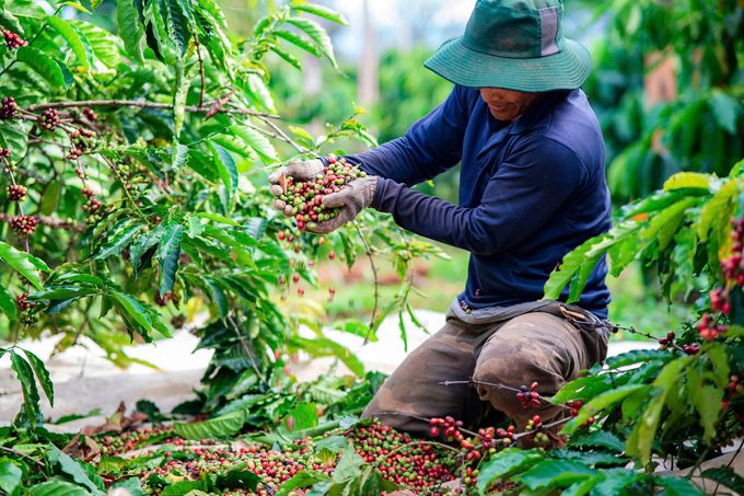 Thách thức xử lý rác thải sản xuất cà phê