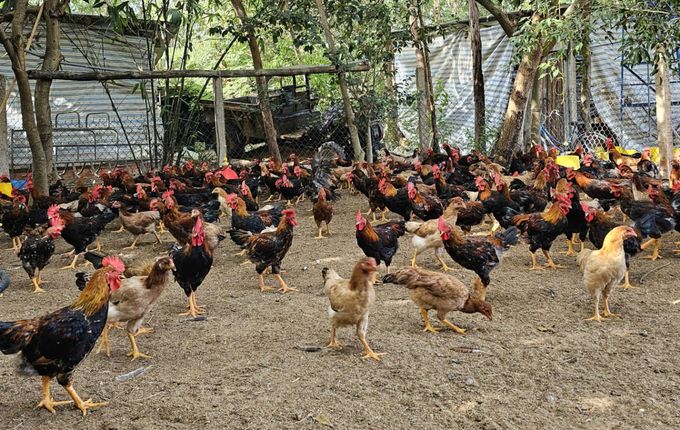Kiểm soát Salmonella trong chăn nuôi tại Việt Nam chưa hoàn thiện