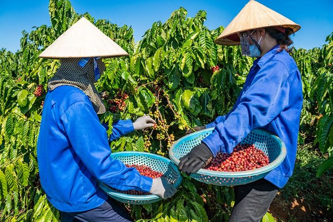 Việt Nam cung cấp cà phê lớn thứ 3 cho Trung Quốc