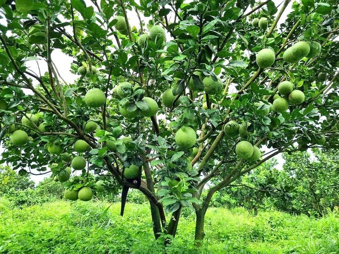Cho quả trái vụ, bưởi Hoài Ân bội thu mùa Tết
