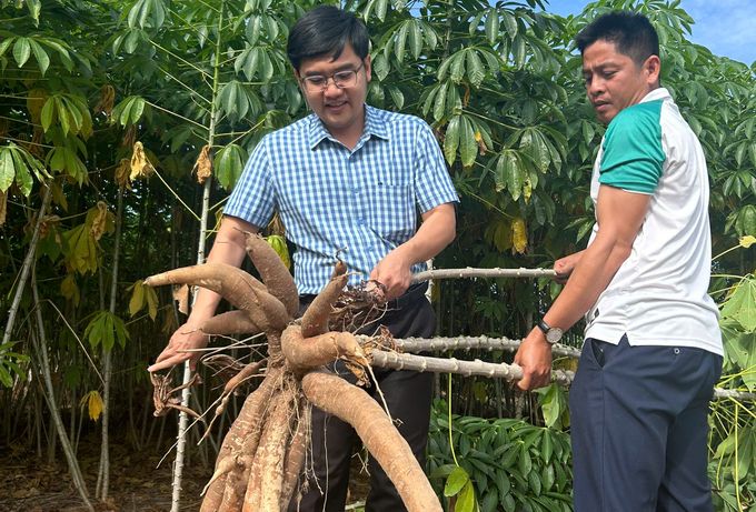 Giống sắn HN1 năng suất vượt trội, kháng bệnh khảm lá