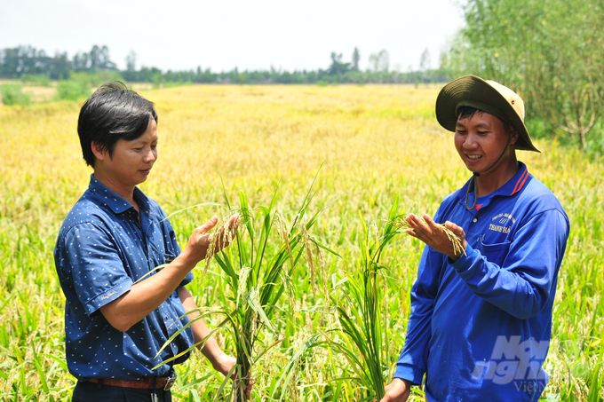 Cánh đồng lúa sinh thái gọi sếu đầu đỏ trở về