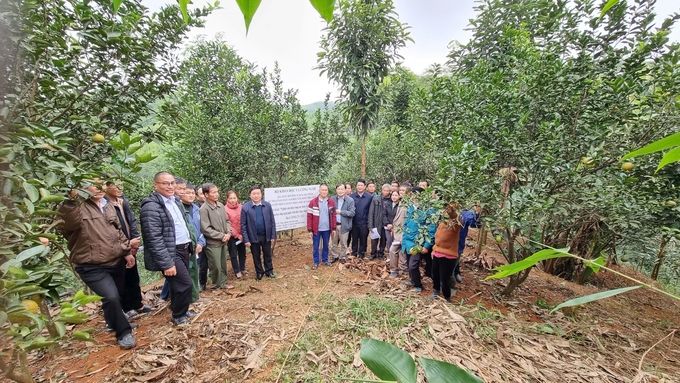 'Bắt bệnh, bốc thuốc' cho vùng cam Hà Giang