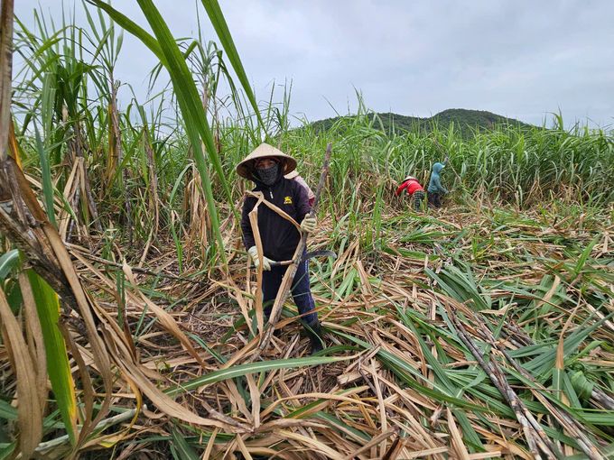 Giá cao, lãi thấp: Người trồng mía buồn!