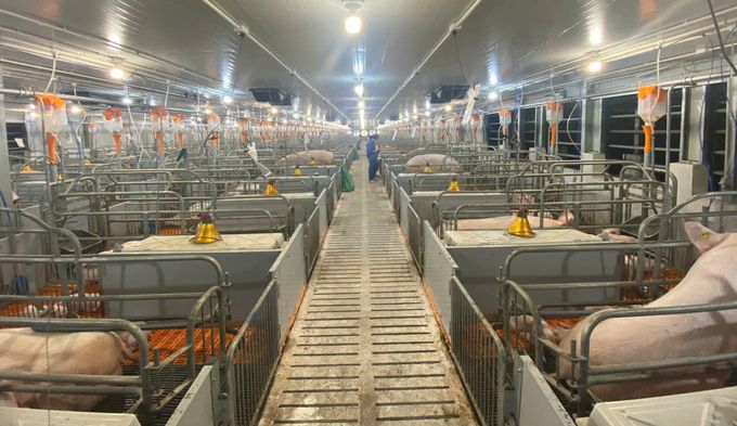 Nhóm cổ phiếu ngành chăn nuôi triển vọng tích cực trong 2025