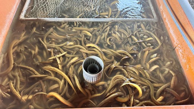Mô hình nuôi lươn không bùn hiệu quả cao, nông dân học hỏi làm theo