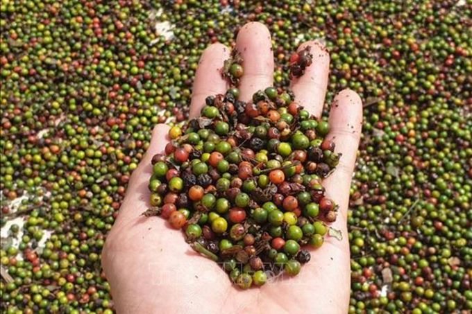 Giá tiêu hôm nay 10/3/2025: Cao nhất đạt mức 162.000 đ/kg