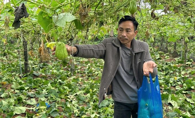 Rau màu ùn ứ, giá rẻ như cho