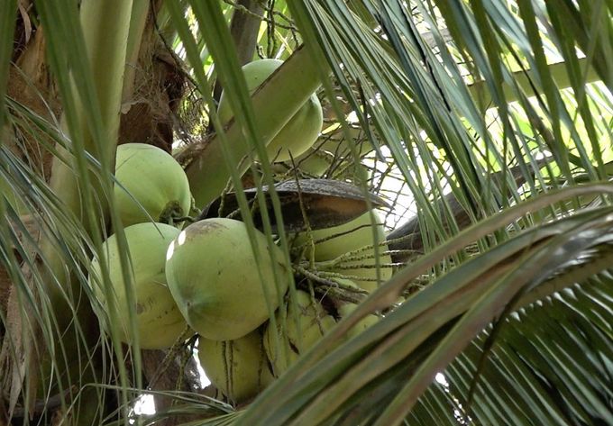4 nhóm sản phẩm hợp thành ngành dừa xuất khẩu tỷ đô