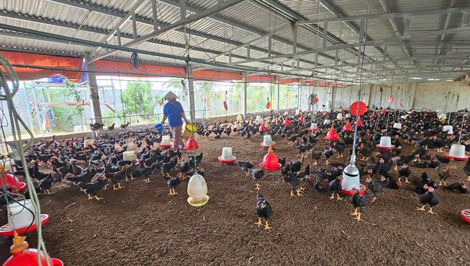 Tiêm vacxin đầy đủ để tái đàn hiệu quả