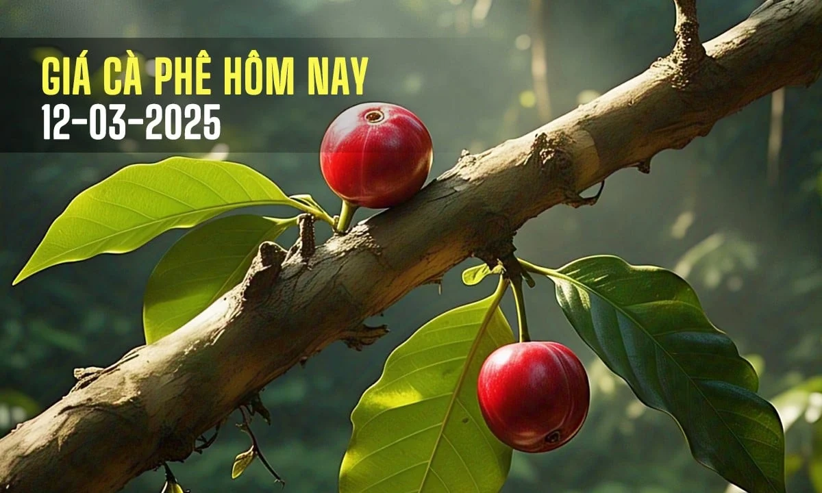 Giá cà phê hôm nay 12/3/2025: Thị trường tăng mạnh