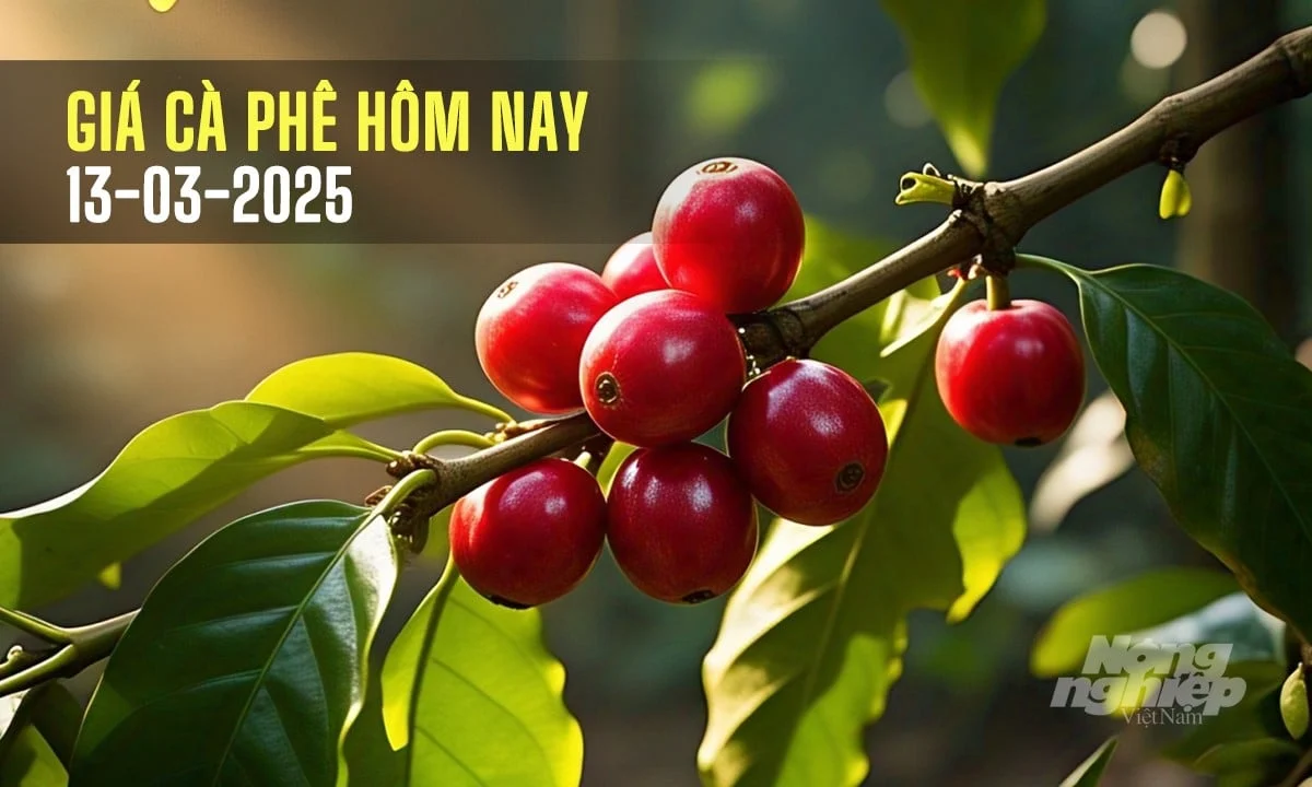 Giá cà phê hôm nay 13/3/2025: Thế giới giảm khá mạnh