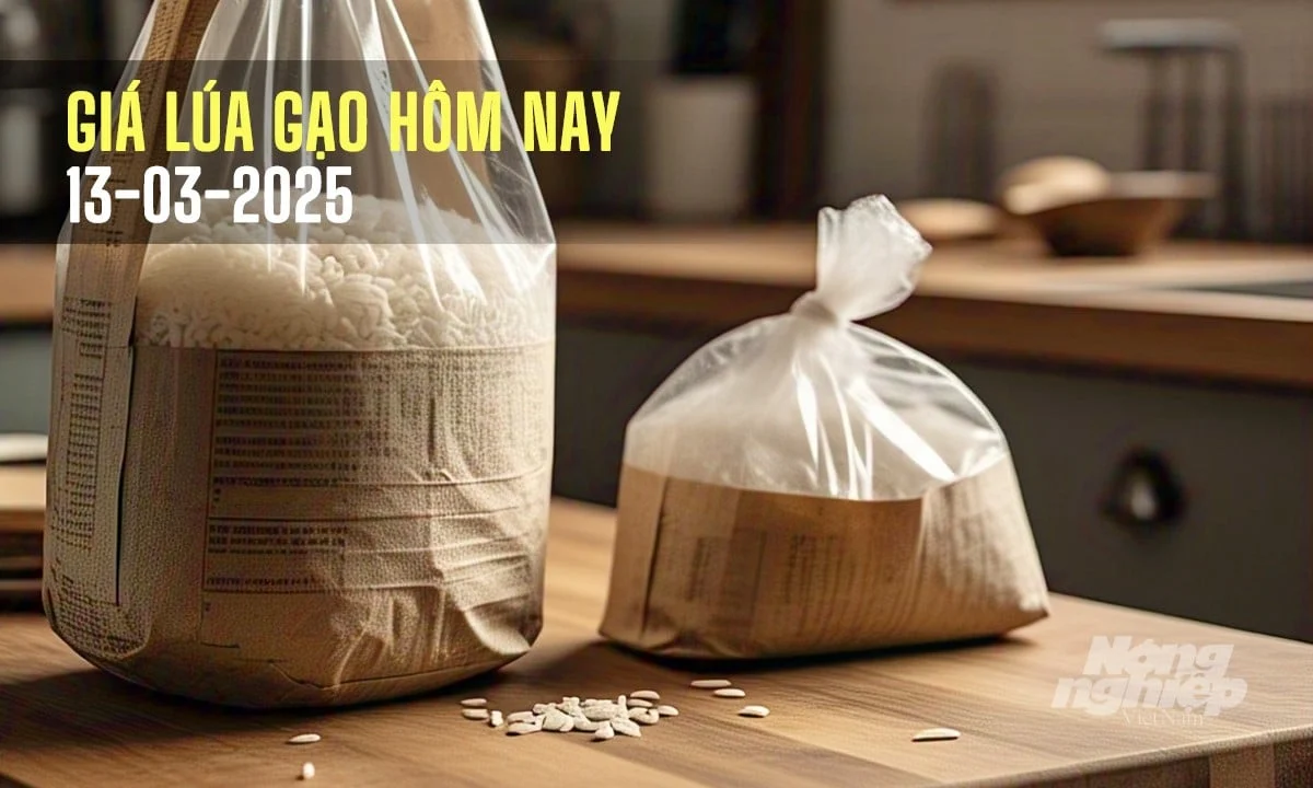 Giá lúa gạo hôm nay 13/3/2025: Lúa tiếp tục đà tăng