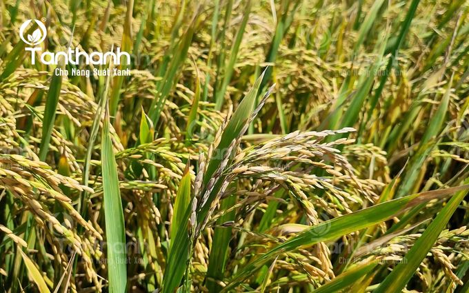Đừng để lép vàng vi khuẩn khiến lúa mất năng suất và chất lượng