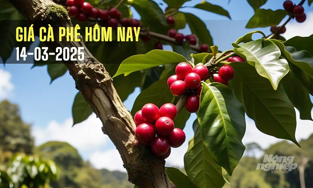 Giá cà phê hôm nay 14/3/2025: Tăng nhẹ trở lại