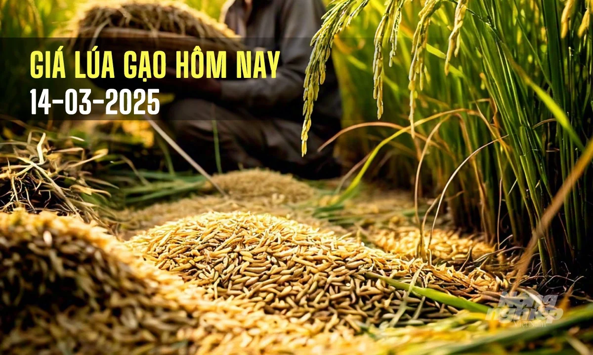 Giá lúa gạo hôm nay 14/3/2025: Giá gạo xuất khẩu tăng