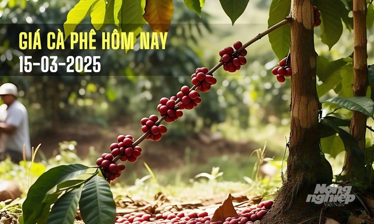 Giá cà phê hôm nay 15/3/2025: Thị trường giảm sâu