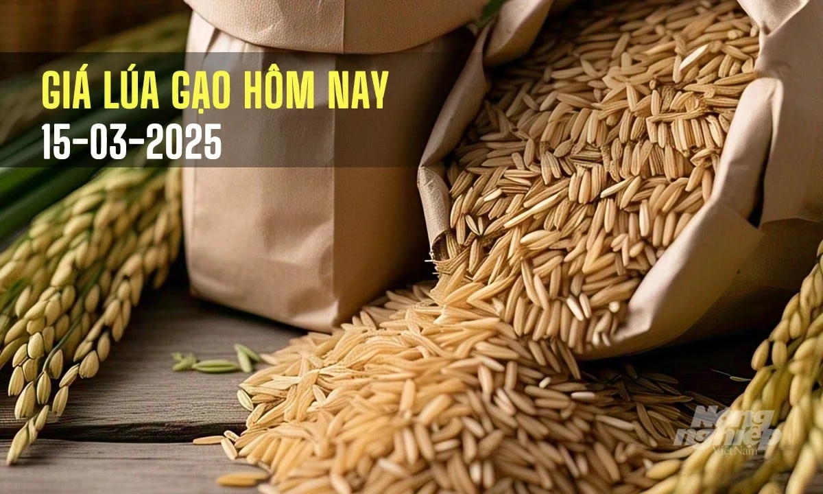 Giá lúa gạo hôm nay 15/3/2025: Đồng loạt giảm nhẹ