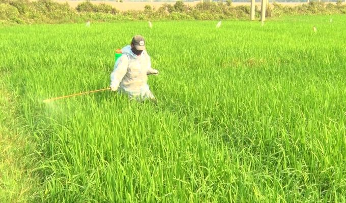 Nguy cơ bùng phát bệnh đạo ôn lúa
