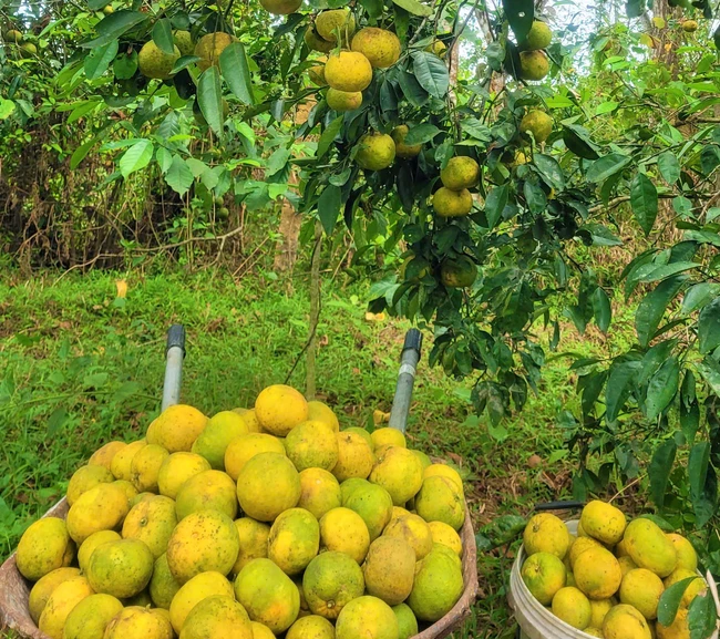 Bán 10kg PQ quýt không mua nổi bát phở, nông dân nơi này ở Nghệ An xót ruột nhìn quả rụng la liệt