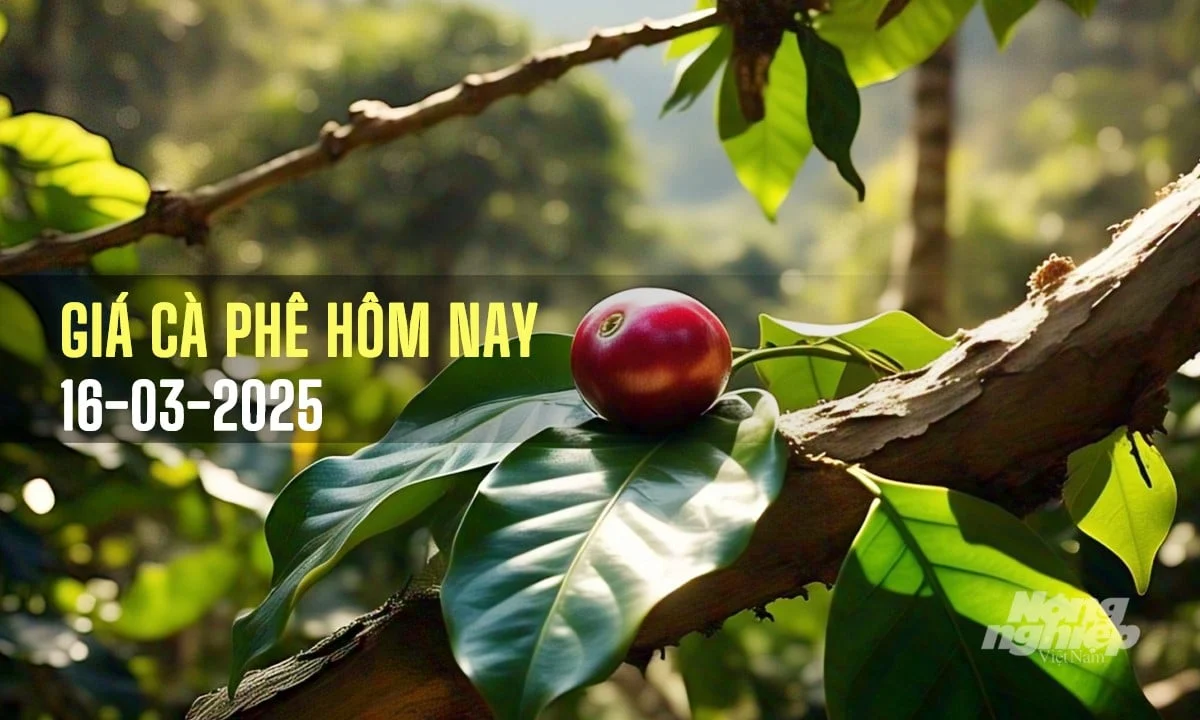 Giá cà phê hôm nay 16/3/2025: Trong nước tuần này vẫn tăng