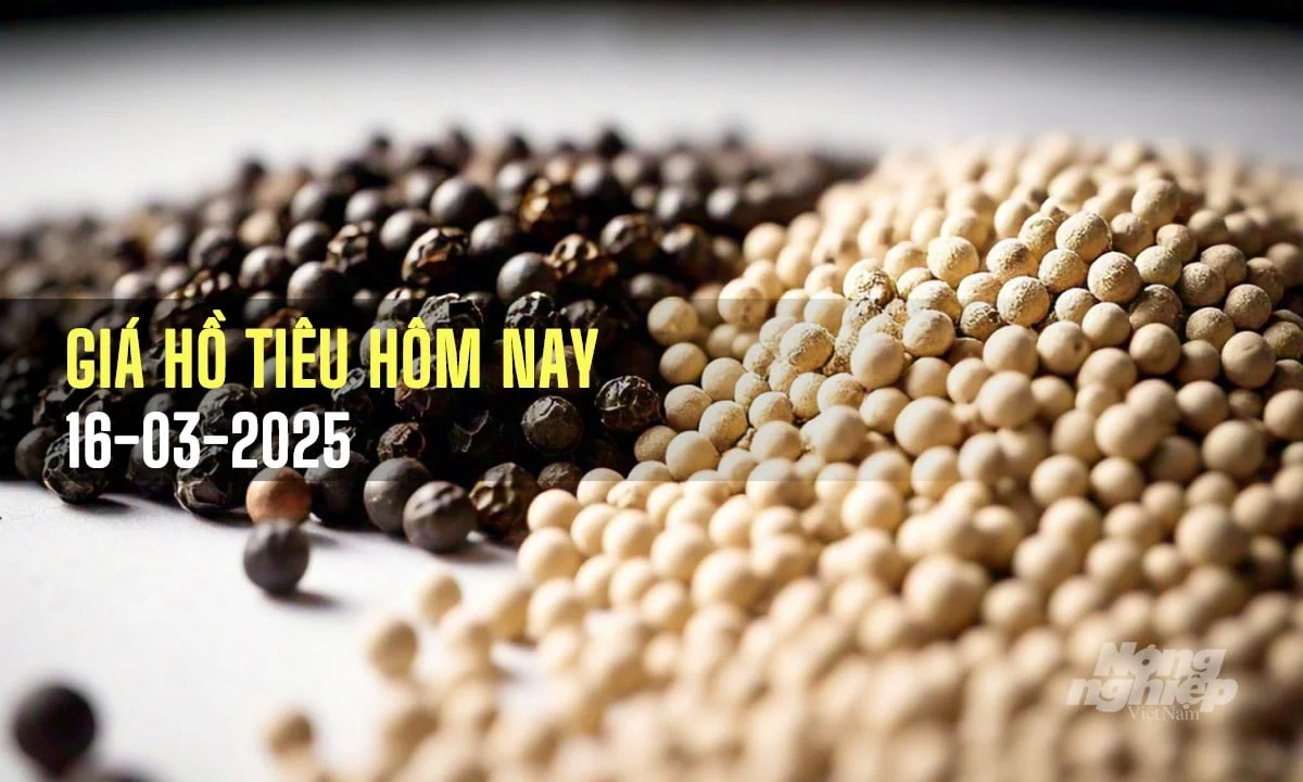 Giá tiêu hôm nay 16/3/2025: Quay đầu giảm mạnh