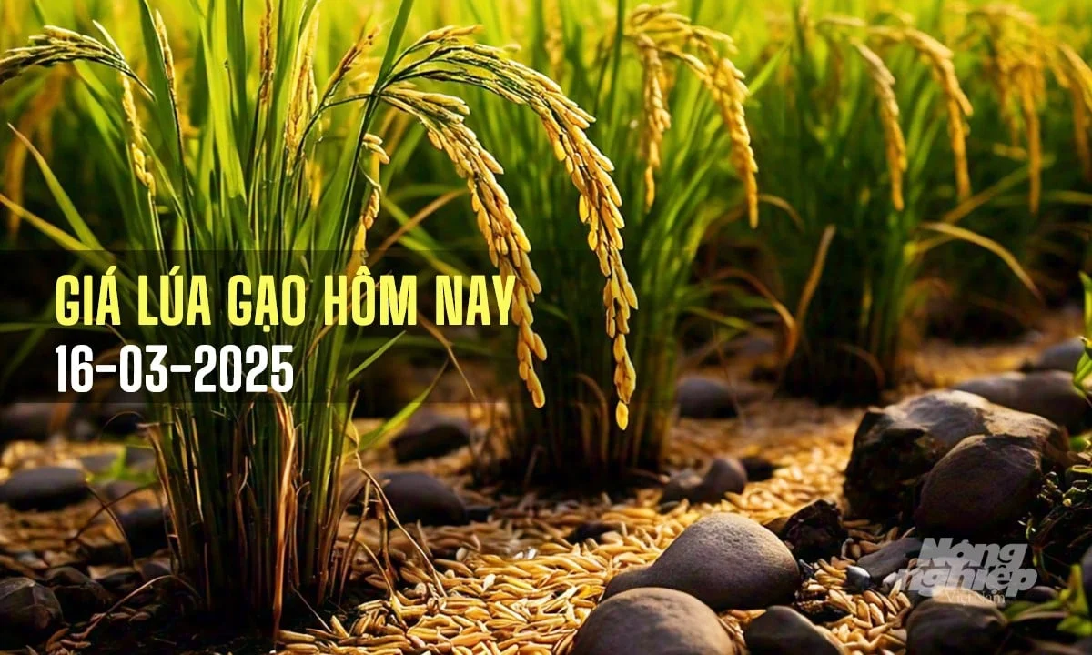 Giá lúa gạo hôm nay 16/3/2025: Tuần này biến động nhẹ