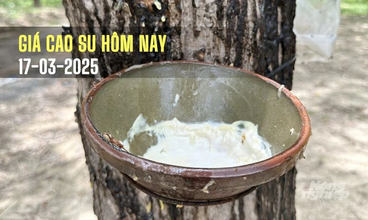 Giá cao su hôm nay 17/3/2025: Thị trường ổn định