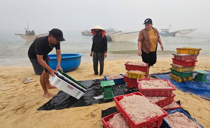 Được mùa ruốc và mực, ngư dân kiếm vài triệu đồng mỗi chuyến biển