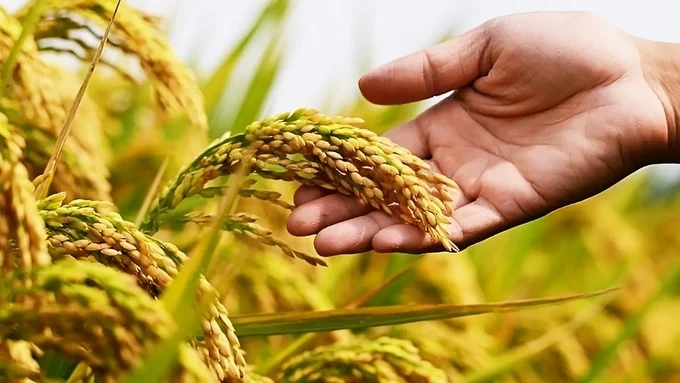 Giá lúa gạo hôm nay 26/3/2025: Thị trường trong nước giảm