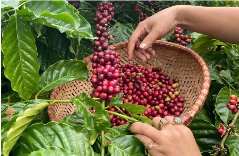 Giá cà phê hôm nay 6/4/2025: Thị trường tiếp đà giảm sâu