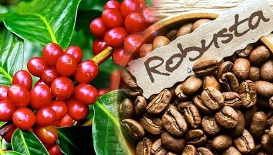 Giá cà phê hôm nay 8/4/2025: Cà phê Robusta và Arabica giảm mạnh
