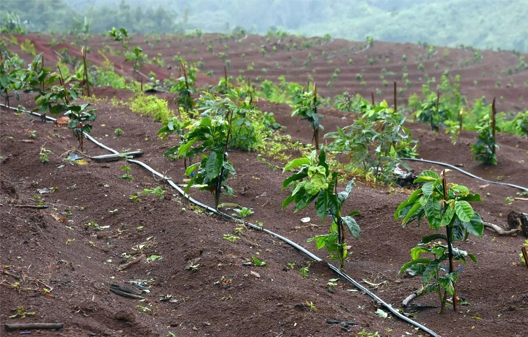 Kon Tum trồng mới 1.000 ha cà phê xứ lạnh