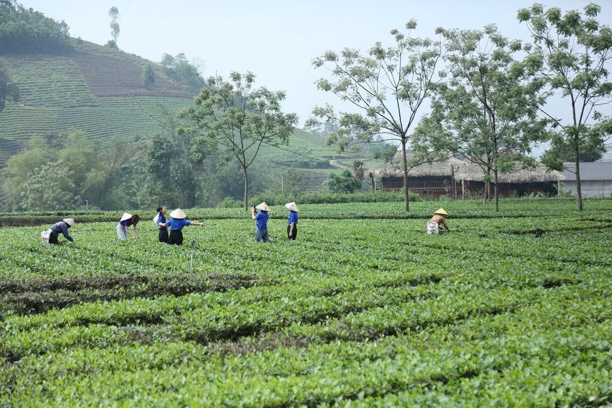 Điểm sáng du lịch Đại Từ: [Bài 1] Homestay giữa đồi chè hấp dẫn khách Tây