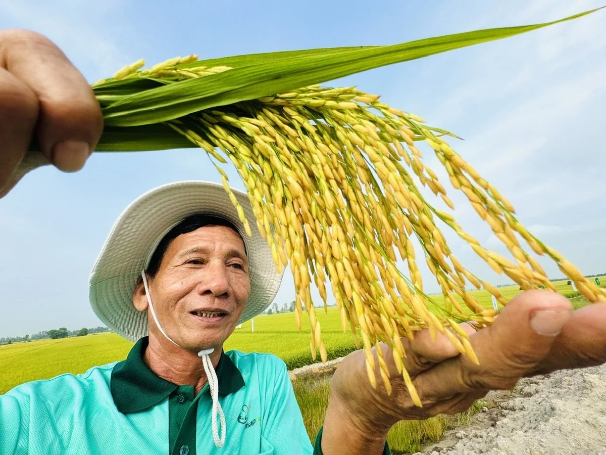 Ruộng sạch, lúa khỏe nhờ thuốc bảo vệ thực vật sinh học