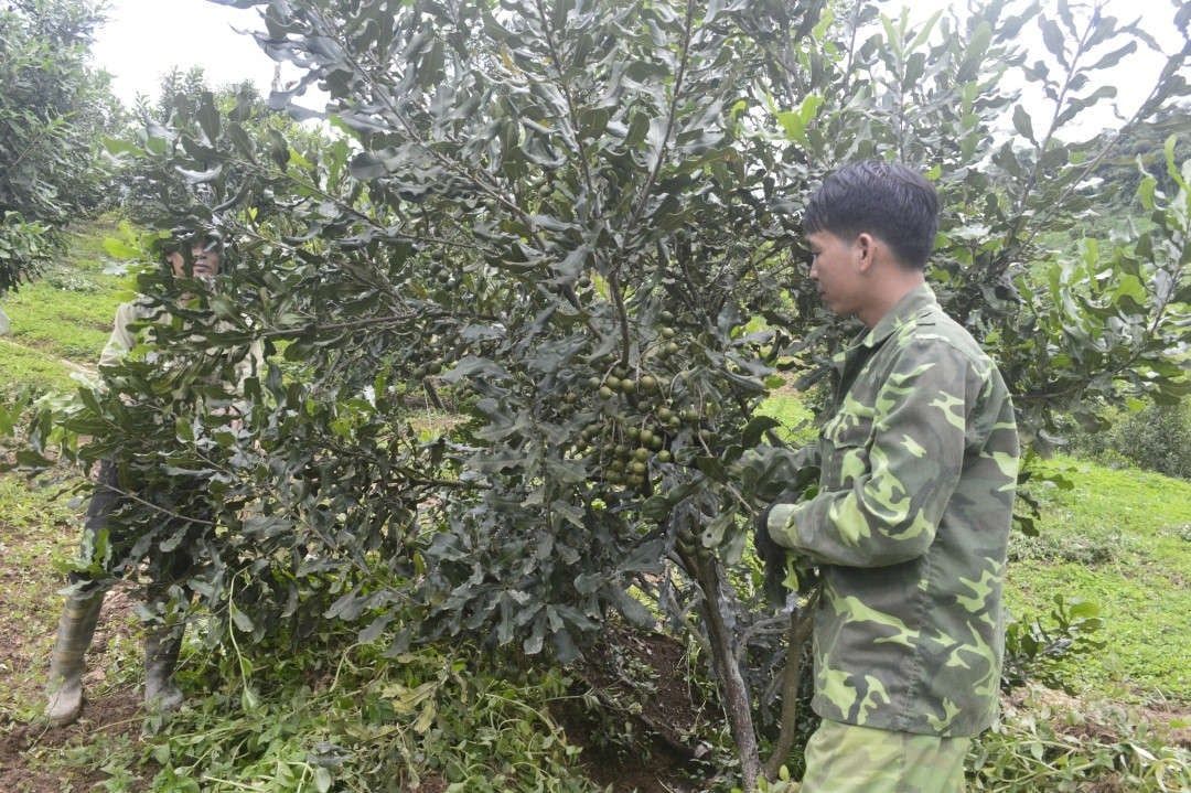 Giấc mơ mắc ca Tây Bắc Doanh nghiệp cạn vốn