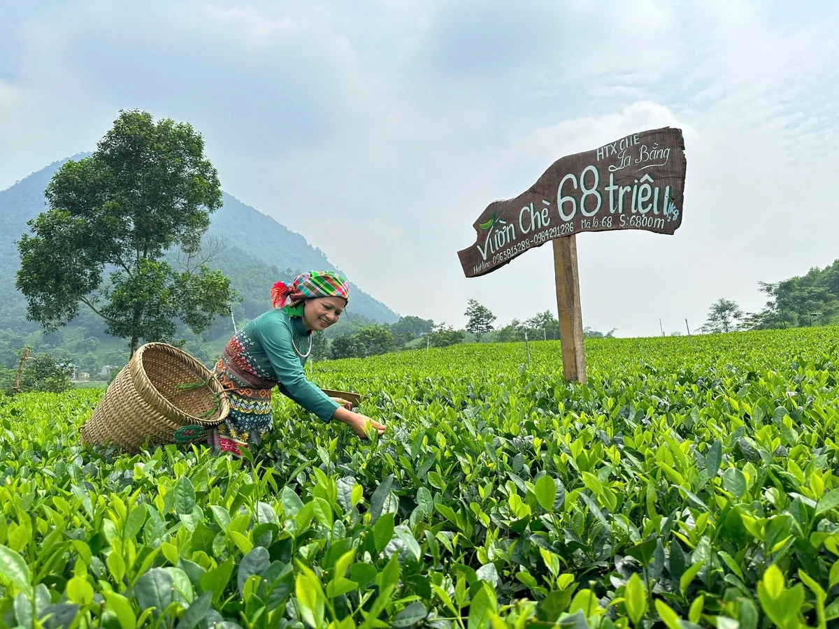 Điểm sáng du lịch Đại Từ: [Bài 2] Để hương trà níu chân du khách