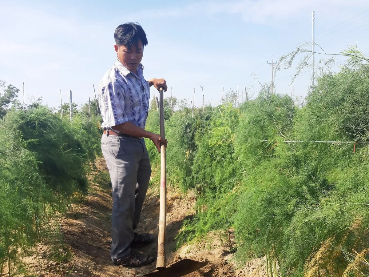 Sống chung với khô hạn: [Bài 1] Chuyển đổi cây trồng, 'thần tài' gõ cửa