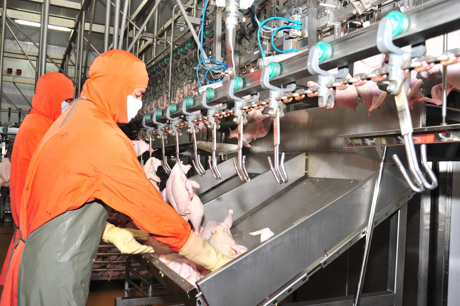 Chưa đạt mục tiêu tăng trưởng, Cục Chăn nuôi và Thú y nêu loạt giải pháp